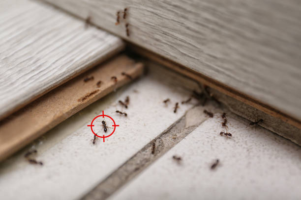 Best Termite Control Services  in Ventnor City, NJ