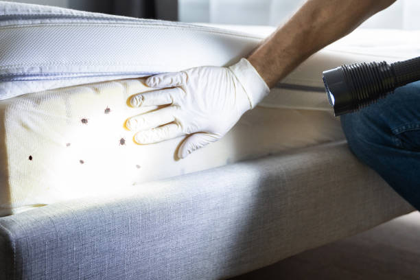 Best Flea Control Services  in Ventnor City, NJ