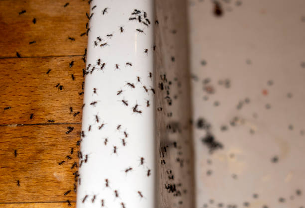 Best Commercial Pest Control Services  in Ventnor City, NJ