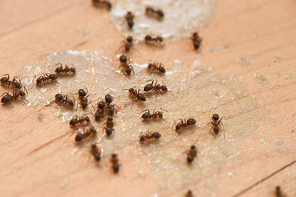 Best Exterminator Services  in Ventnor City, NJ