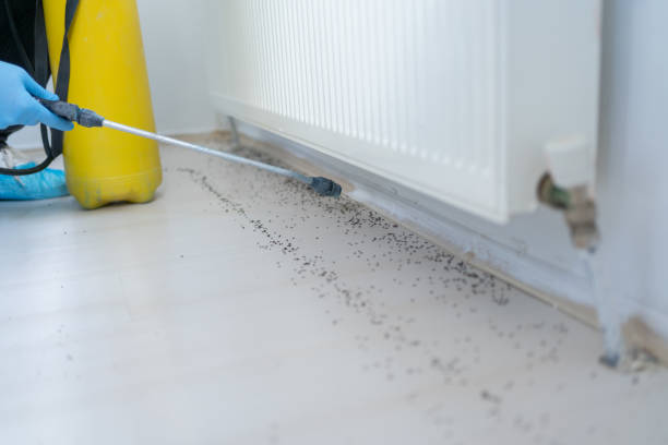 Best Pest Control Treatment  in Ventnor City, NJ
