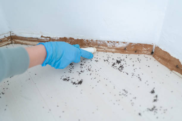 Best Local Pest Control Services  in Ventnor City, NJ